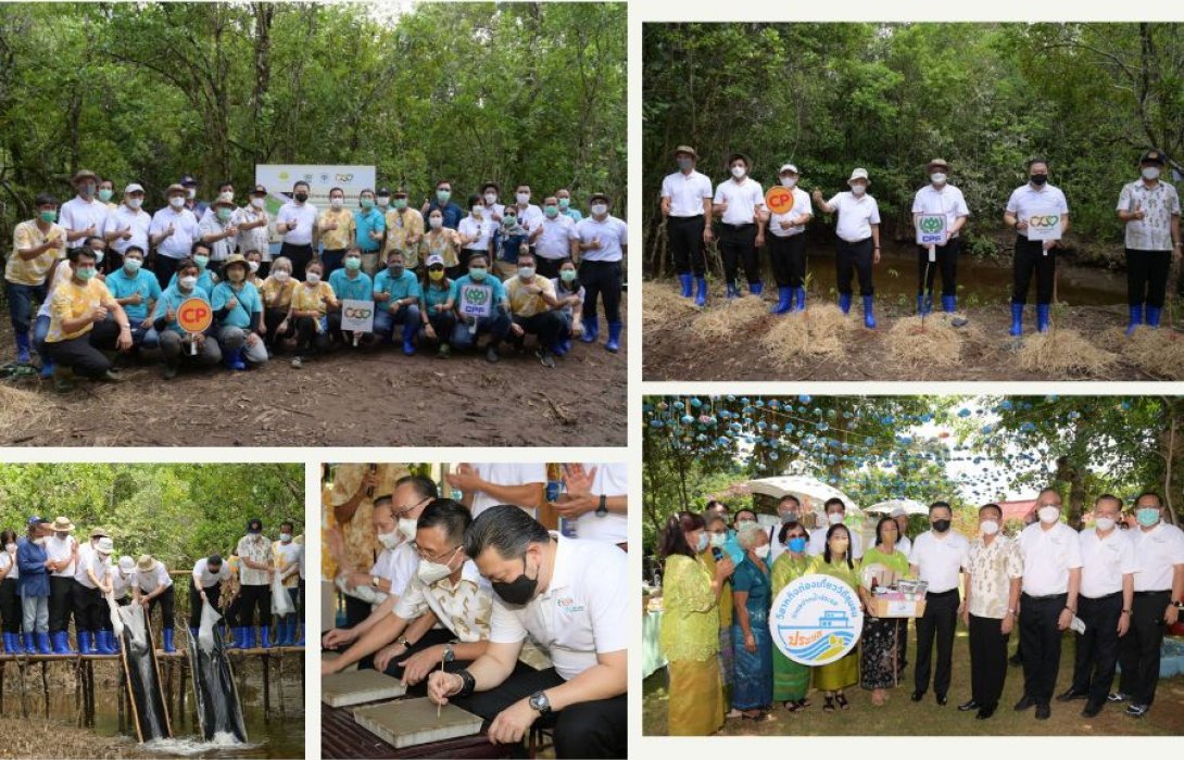 “CP-CPF” รวมพลังฟื้นฟูป่าชายเลน เพิ่มความหลากหลายทางชีวภาพ เพิ่มพื้นที่สีเขียวให้ประเทศไทย 