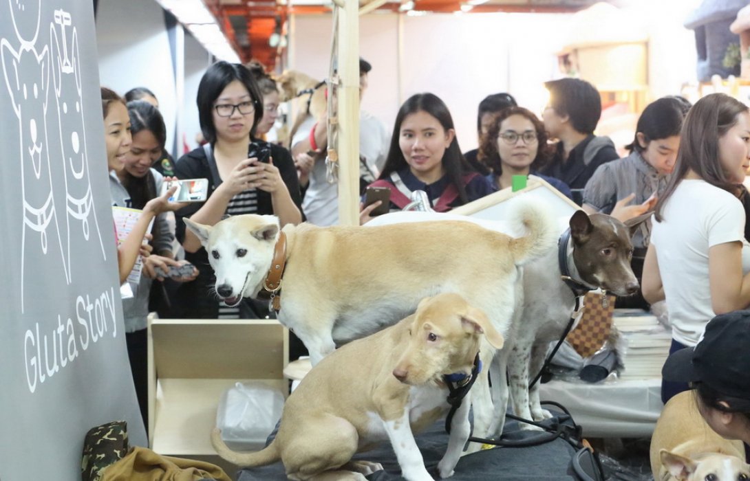 สังคมไทยยุค“ไม่มีลูก-นิยมโสด” ดันตลาดสัตว์เลี้ยงบูม2.2 หมื่นล้าน