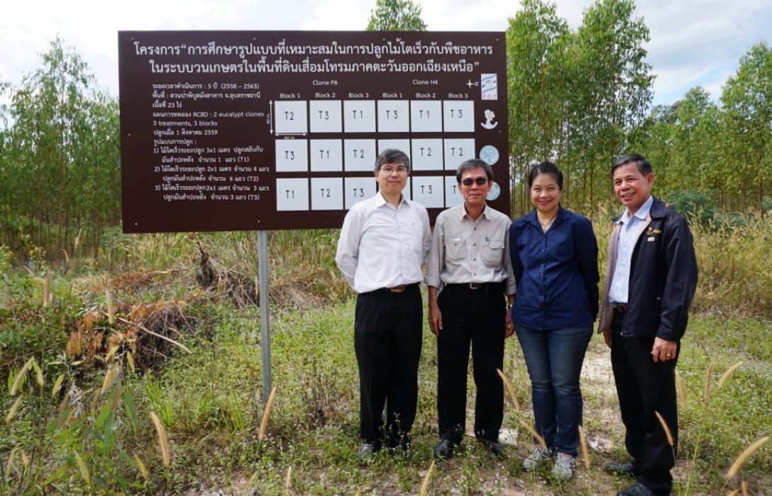 เปลี่ยน‘เมืองม็อบ’เป็น‘เมืองพลังงานชีวมวล’สกว.-กฟผ.หนุนปลูกไม้โตเร็วสร้างรายได้ให้ชุมชน