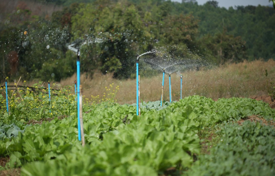 ‘บ้านก้างปลา’อ.ด่านซ้าย จ.เลย หมู่บ้านต้นแบบ Smart Farmer  ใช้เกษตรทางเลือก 