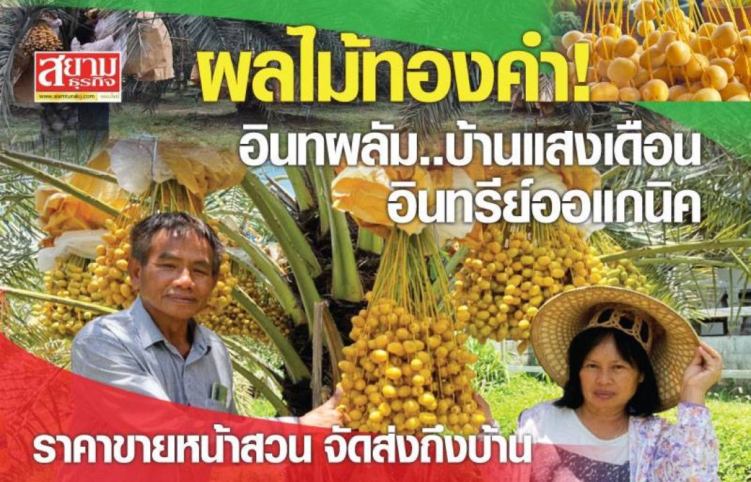 อินทผลัม..บ้านแสงเดือน ผลไม้ออร์แกนิค เมืองน้ำดำ รสชาติถูกปาก ราคาถูกใจ จัดส่งถึงบ้าน