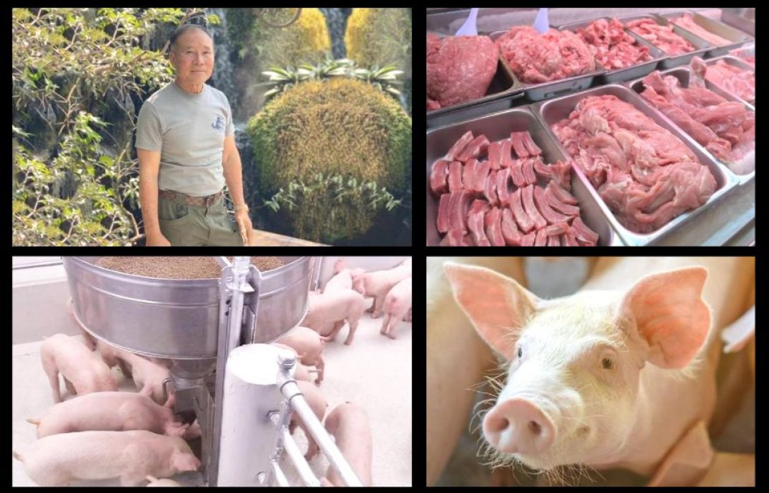“เกษตรกรพ้อ” ต้นทุนเลี้ยงหมูสูงเป็นประวัติการณ์ ซ้ำต้องขายขาดทุน ชี้ร้อน-เลี้ยงนานขึ้น ทำผลผลิตออกตลาดน้อย