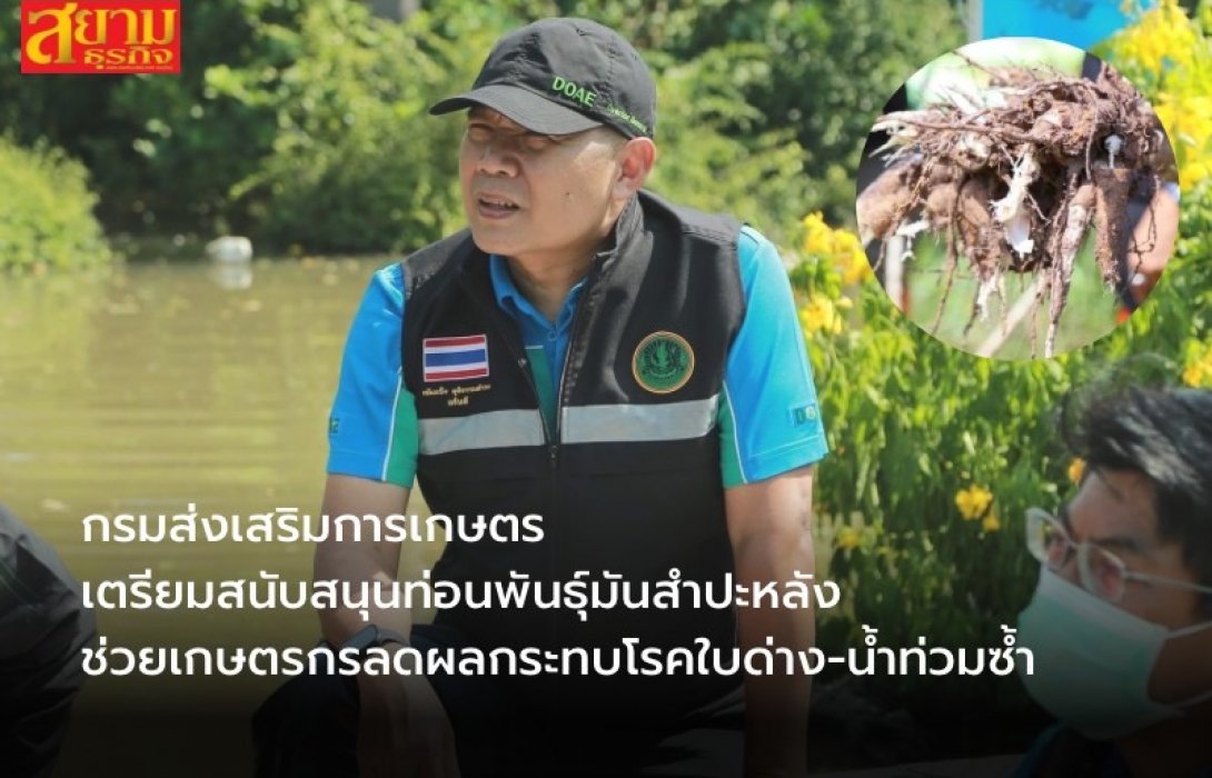 กรมส่งเสริมการเกษตร เตรียมสนับสนุนท่อนพันธุ์มันสำปะหลัง ช่วยเกษตรกรลดผลกระทบโรคใบด่าง-น้ำท่วมซ้ำ