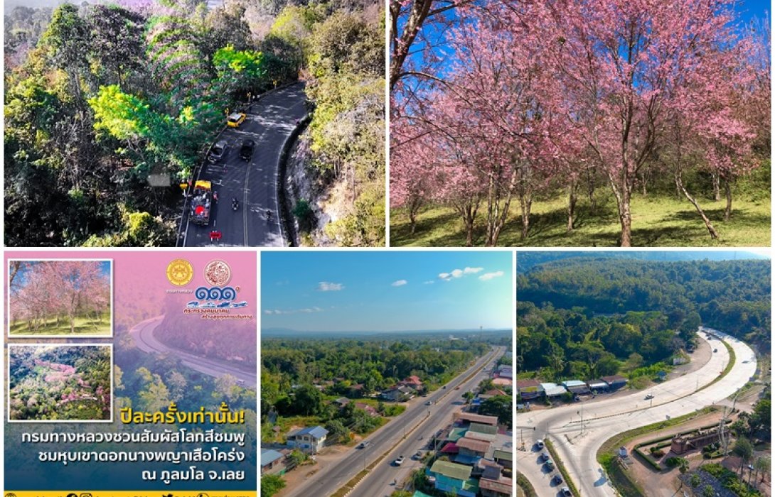 ปีละครั้งเท่านั้น! กรมทางหลวง ชวนสัมผัสโลกสีชมพู ชมหุบเขาดอกนางพญาเสือโคร่ง ณ ภูลมโล จ.เลย 