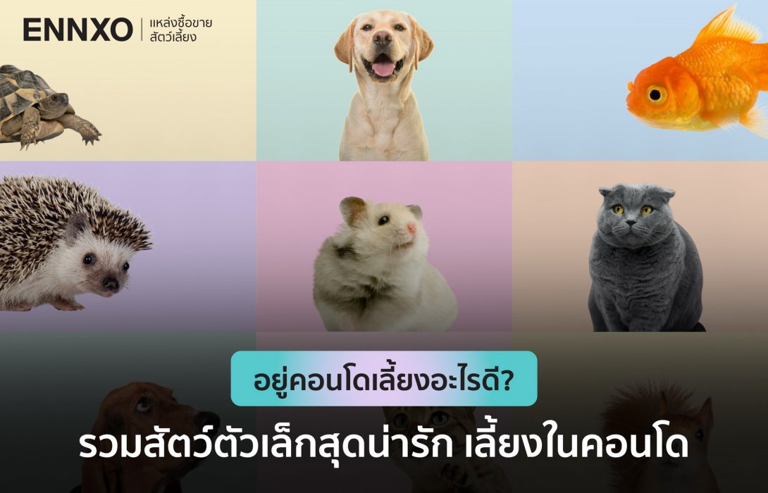 อยู่คอนโดเลี้ยงอะไรดี? ENNXO แนะนำสัตว์เลี้ยงตัวเล็ก ฉบับเลี้ยงในคอนโด