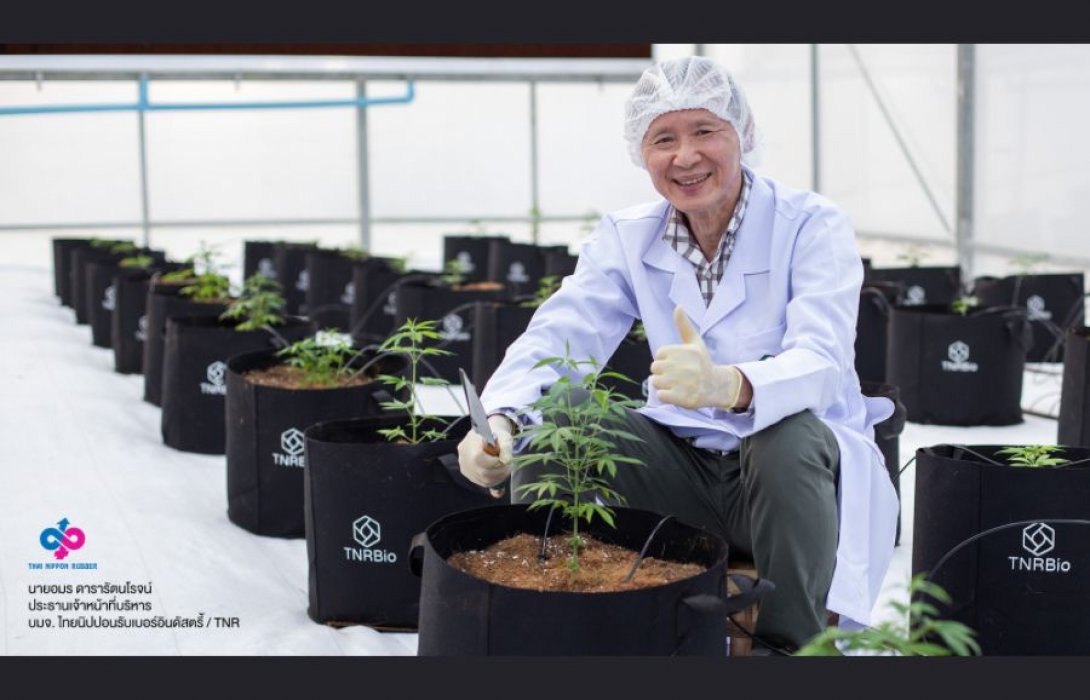 TNR รุกอุตสาหกรรม “กัญชง กระท่อม กัญชา” เต็มตัว ตั้งเป้าปี 67 รายได้แตะ 1,000 ล้านบาท ลุยธุรกิจครอบคลุมต้นน้ำถึงปลายน้ำ หวังเป็น NEW S-Curve ดันการเติบโต