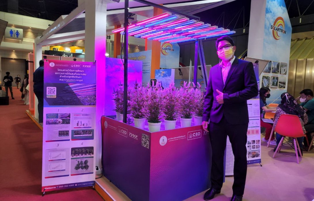 “TWZ”  เผย ผลตอบรับดีเทคโนโลยี LED สำหรับปลูกกัญชา เดินหน้าผลิตหลอดไฟ LED ต่อยอดการปลูกพืชด้วยพลังงานสะอาด