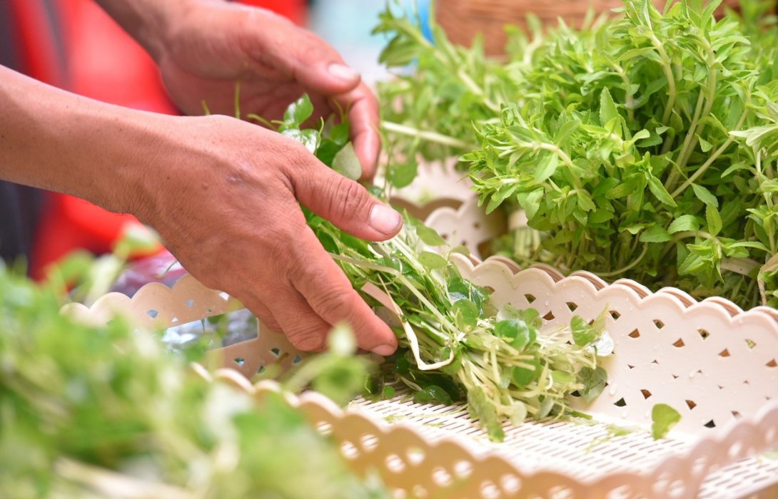 สสส.หนุนคนเมืองปลูกผักกินเอง เพื่อสุขภาพที่ดี