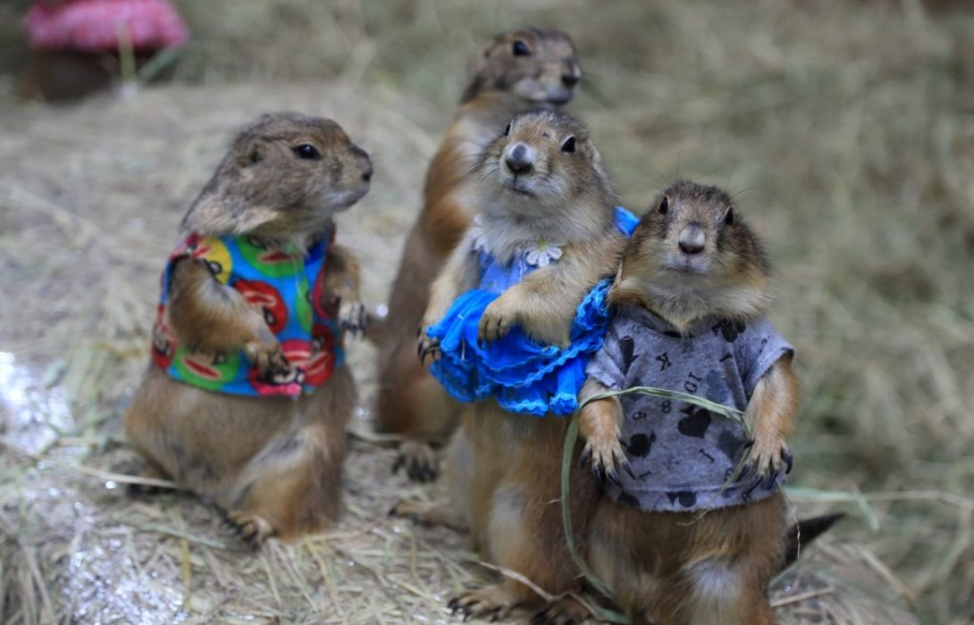 งานเพ็ทวาไรตี้ ปีที่ 7“Dot...Fest สีสันลายจุด”เริ่มแล้ววันนี้