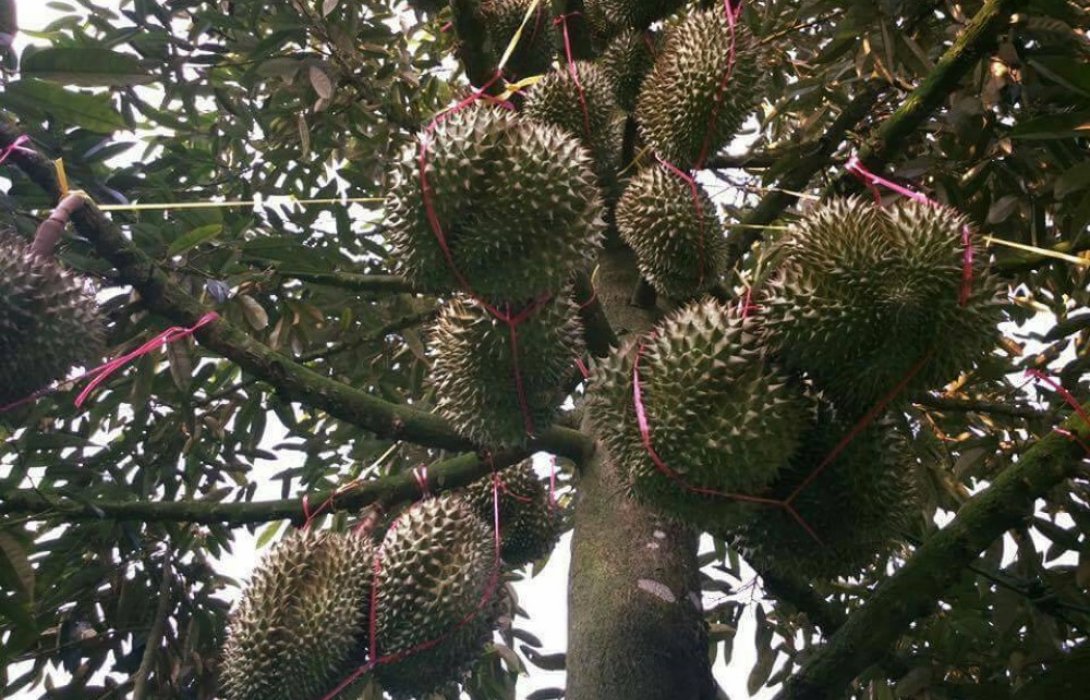 ลุยสวน “ปรายฝัน” กูรูทุเรียนเมืองจันท์ 