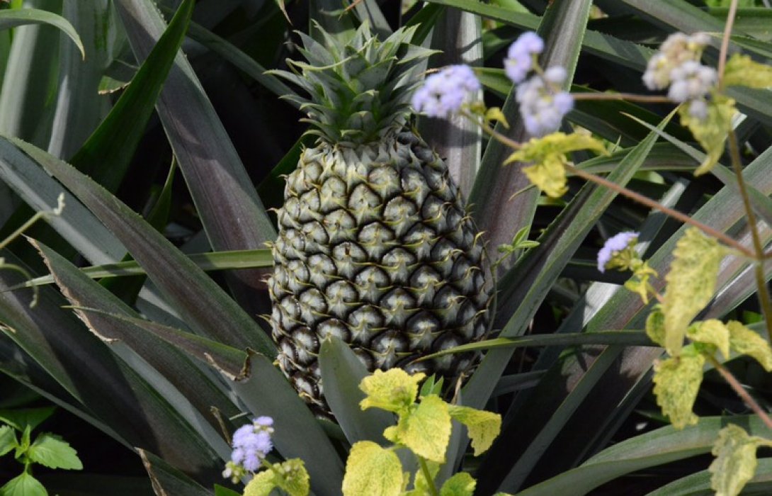 “ปลูกสับปะรด” ด้วยปุ๋ยอินทรีย์ ปลอดสารเคมี  การันตรีผ่านมาตรฐานโรงงาน