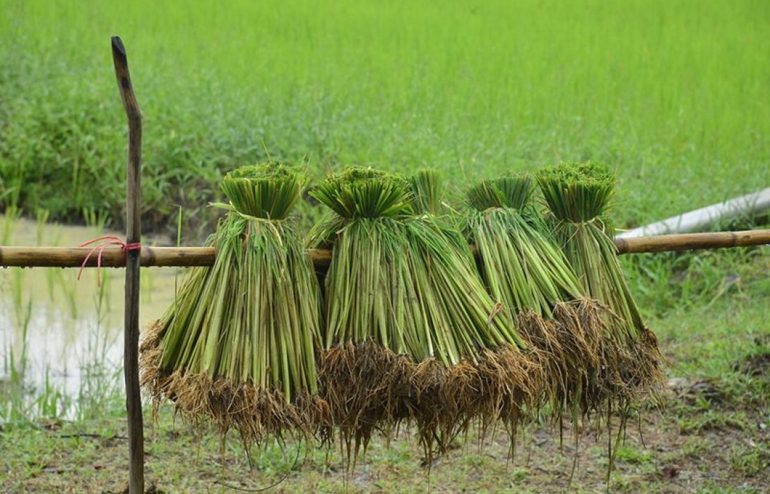 กระทรวงเกษตรฯ ฟิตจัดเดินหน้าขับเคลื่อนระบบ “เกษตรพันธสัญญา