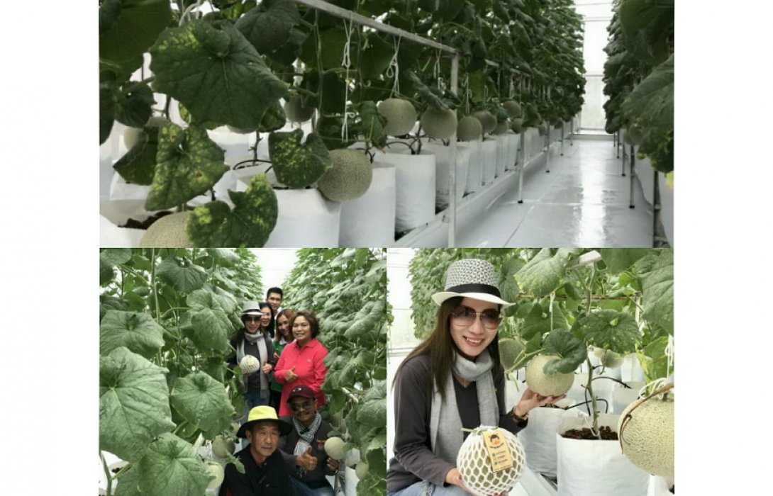 อะเมซิ่ง  “ปุ๋ยอินทรีย์”  ปลูก “เมล่อนญี่ปุ่น” เจริญเติบโต รายได้ดี  การันตรี ชาวสวนไทย      