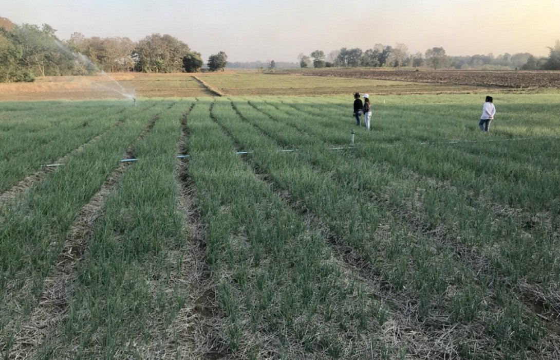 ปลูก“หอม-กระเทียม” ปุ๋ยอินทรีย์ ขจัดเชื้อราดี  ดันกำไรเพิ่มทวีคูณ