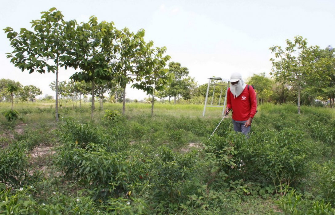ชี้ข้อเท็จจริงพาราควอต  ... ยังคงเป็นทางเลือกที่ดีที่สุดของเกษตรกร