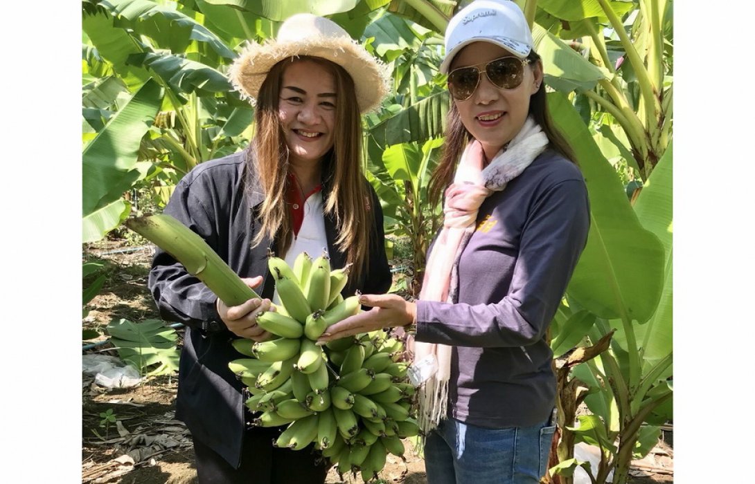 ชาวสวน “กล้วยไข่ กาญจนบุรี ” การันตรี ปุ๋ยอินทรีย์ เพิ่มผลผลิต เพิ่มรายได้