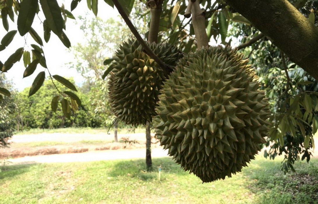 ทึ่ง “ปุ๋ยอินทรีย์”  ฟื้นคืนชีพทุเรียนใกล้ตาย ส่ง ผลผลิตล็อตแรกคืนทุน 