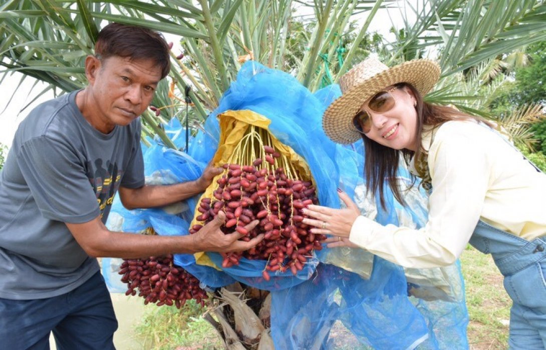 มหัศจรรย์ ปุ๋ยอินทรีย์ “ปลูกอินทผลัม” ได้ผลดีบนพื้นที่อยุธา 