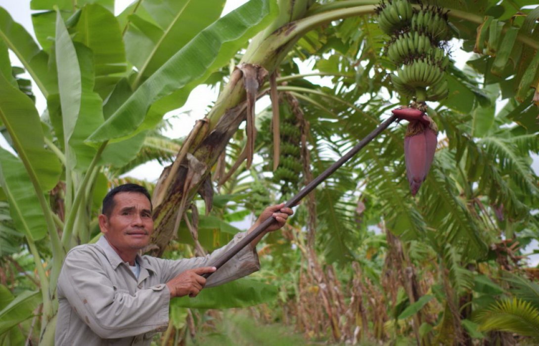 เยอรมันฮิตหัวปลีไทย ขายดีหัวละพัน
