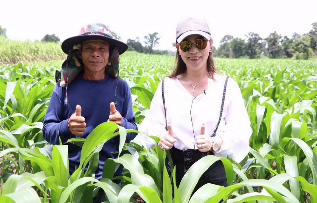 สวนข้าวโพดเลี้ยงสัตว์ “โคราช” ยืนยันปุ๋ยอินทรีย์ลดต้นทุน เพิ่มผลผลิตของแท้