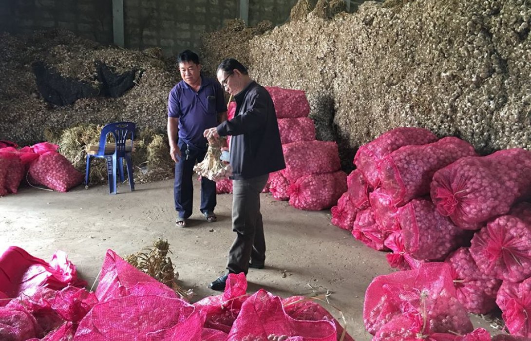 กระเทียมแม่ฮ่องสอนล้นตลาด แก้ปัญหาด้วยระบบสหกรณ์