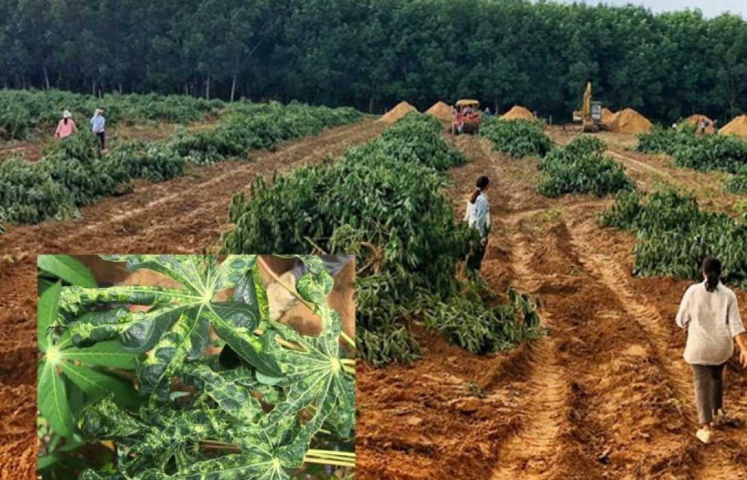 “สมาคมมันสำปะหลัง” นักถกสมาชิก ล้อมคอกโรคใบด่างทะลกักชายแดน