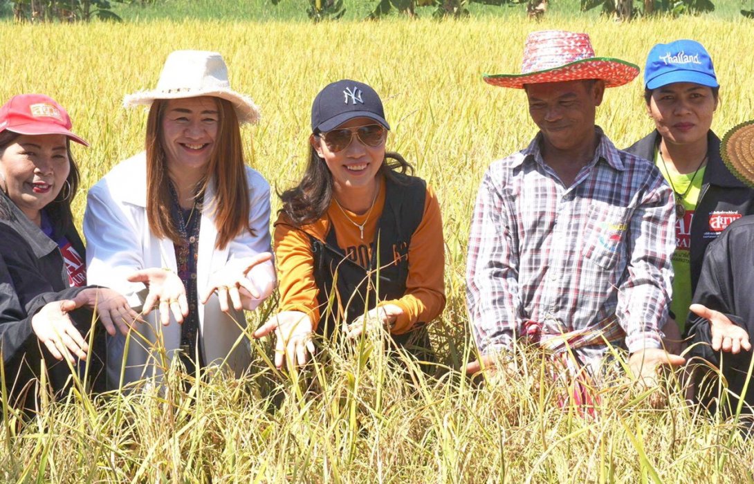 “นาข้าวอินทรีย์” ปลอดสารเคมี ได้ราคาดี การันตรีรายได้งาม 