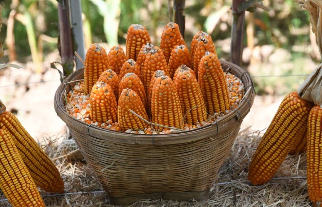 ผู้ผลิตอาหารสัตว์ เปิดจุดรับซื้อผลผลิตข้าวโพดจากเกษตรกร 