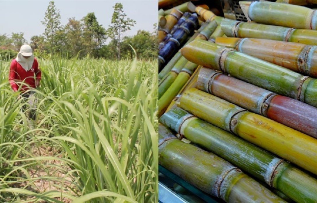 เตรียมจัดอบรมให้ความรู้ 