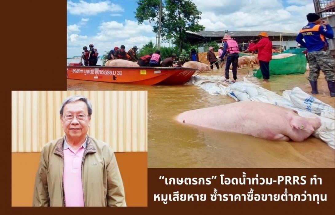 “เกษตรกร” โอดน้ำท่วม-PRRS ทำหมูเสียหาย ซ้ำราคาซื้อขายต่ำกว่าทุน 