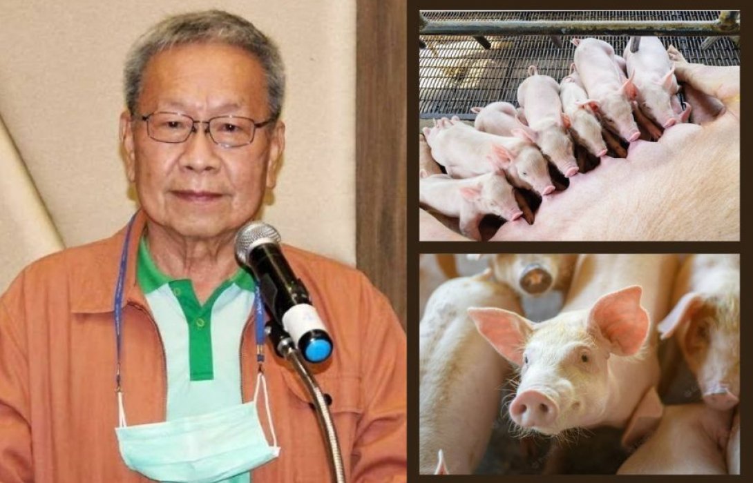 “เกษตรกร” มั่นใจหมูในประเทศมีเพียงพอบริโภค ย้ำรัฐเร่งขจัดหมูลักลอบ ป้องสุขภาพคนไทย  