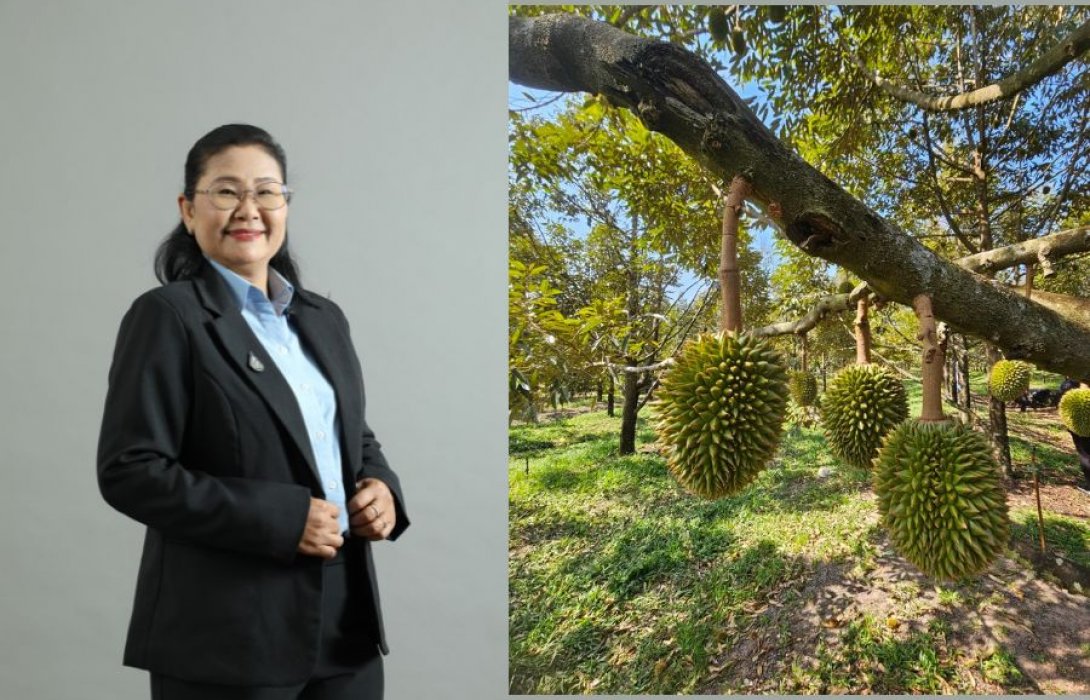 3 ปี ผลสำเร็จแปลงใหญ่ทุเรียนหนองโสน สร้างมูลค่าทางเศรษฐกิจแล้วรวมกว่า 23.79 ล้านบาท