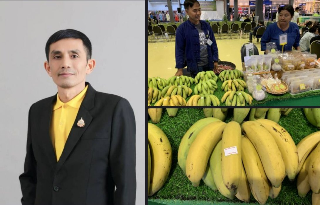 สศท.5 ชูผลสำเร็จ “กลุ่มปลูกกล้วยหอมทองเพื่อการส่งออกหนองบัวแดง” จ.ชัยภูมิ ผลิตกล้วยหอมทอง GI ส่งออก สร้างรายได้กลุ่มกว่าปีละ 36 ล้านบาท
