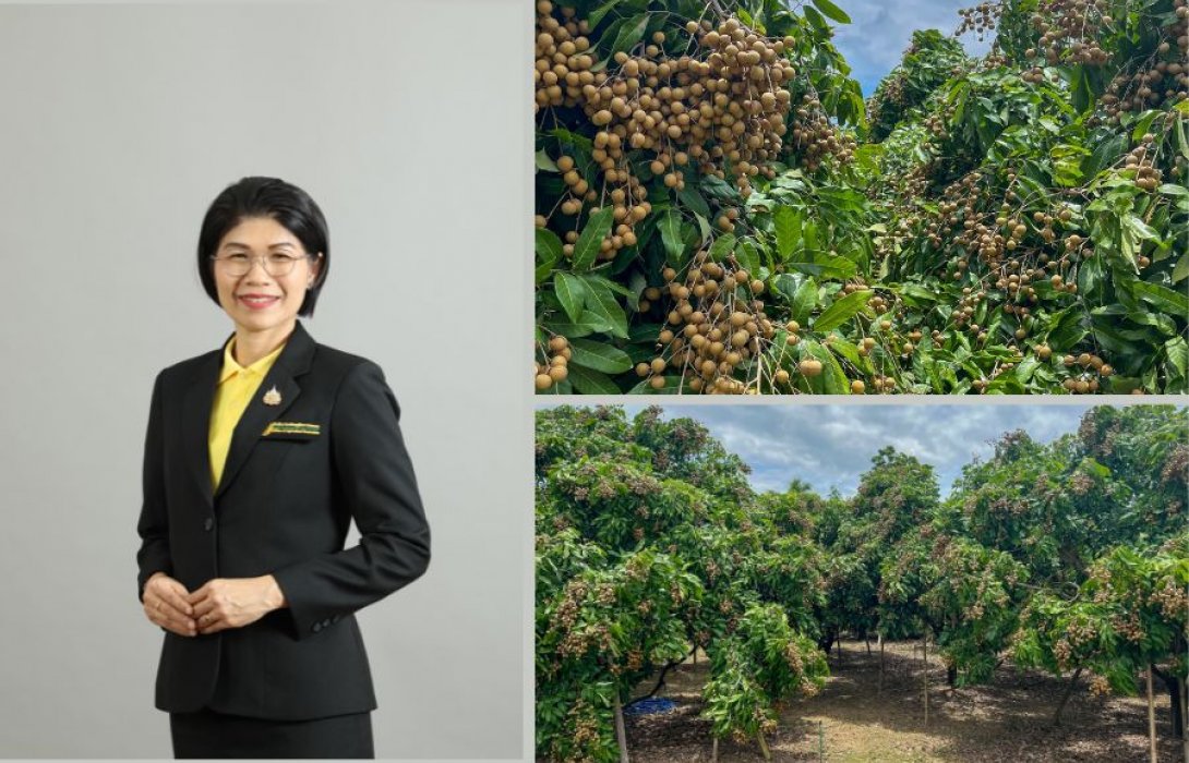 ภาพรวม ลำไย 8 จังหวัด ภาคเหนือ ปี 68 ผลผลิตรวม 1.06 ล้านตัน เพิ่มขึ้น 12%  ลำไยในฤดูเริ่มออกตลาดแล้ว สศท.1 เชิญชวนบริโภคลำไยคุณภาพ