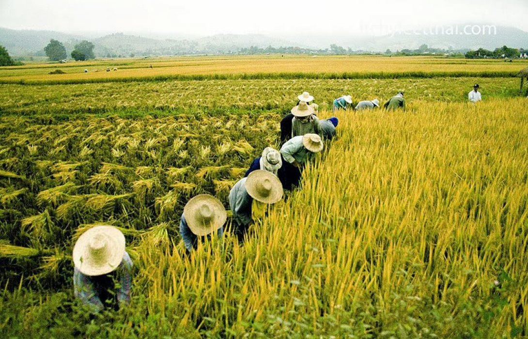 สคบ.แจงชาวนา โพสต์ขายข้าวออนไลน์ได้  ไม่ผิดกฎหมาย