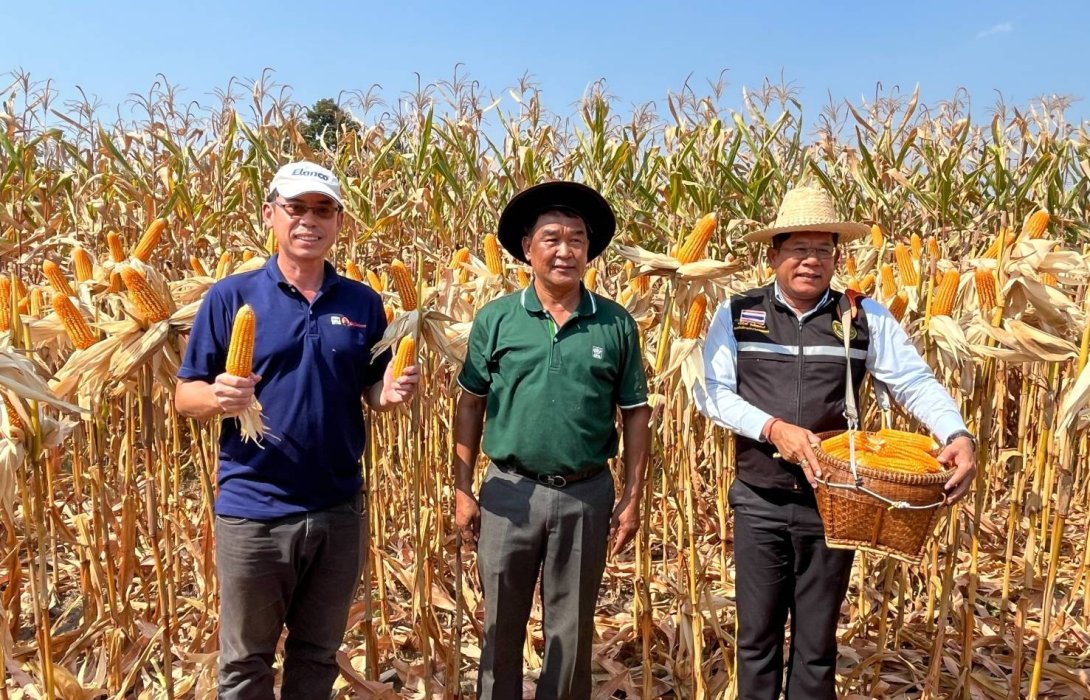 กรมส่งเสริมการเกษตร ร่วมรณรงค์และสาธิตการเก็บเกี่ยวข้าวโพดเลี้ยงสัตว์ฤดูแล้งหลังนา จ.นครสวรรค์ 