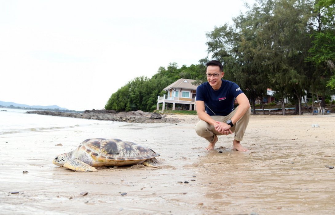 เมืองไทยประกันชีวิต เดินหน้าอนุรักษ์สิ่งแวดล้อมอย่างยั่งยืน สนับสนุนกิจกรรม “อนุรักษ์พันธุ์เต่าทะเล” ศูนย์อนุรักษ์พันธุ์เต่าทะเล กองทัพเรือ อำเภอสัตหีบ จังหวัดชลบุรี