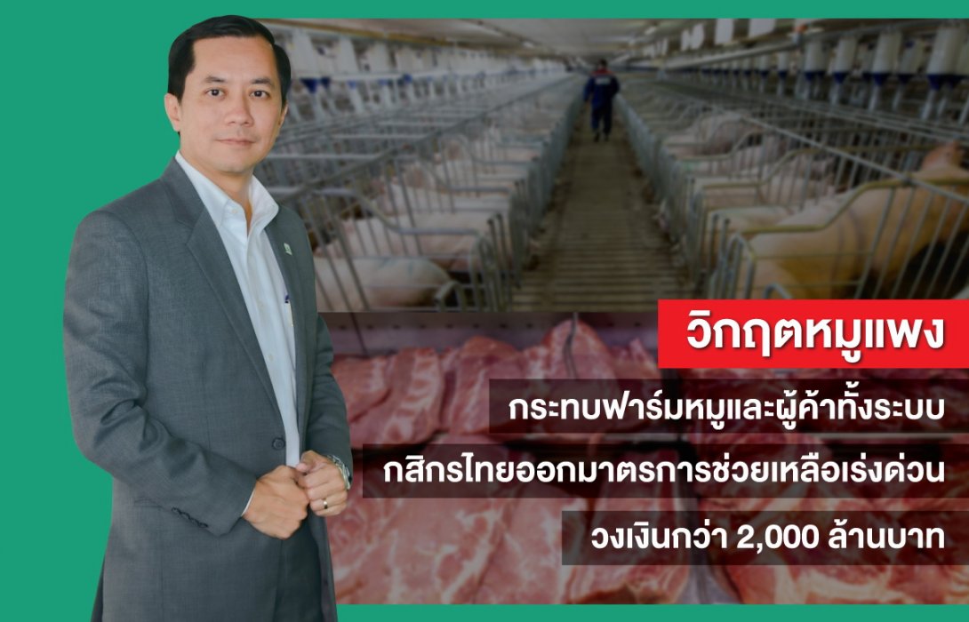 กสิกรไทยออกมาตรการช่วยเหลือฟาร์มหมูและผู้ค้าเร่งด่วน วงเงินกว่า2,000ล้านบาท 