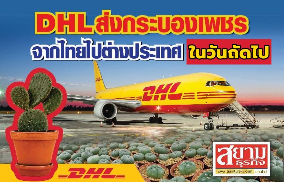 DHL ส่งกระบองเพชร จากไทยไปต่างประเทศในวันถัดไป