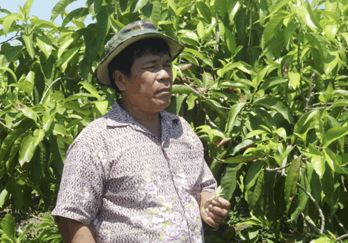 สกัดน้ำหอม ดอกจำปี เพิ่มมูลค่าแก้ปัญหาราคาตกต่ำ