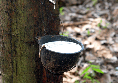 วาง 4 กลยุทธ์ดึงราคายาง ชสยท. ตั้งเป้าลดผลผลิต 2.7 ล้านตัน