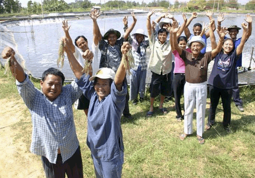 กรมประมงแนะเลือกลูกกุ้งคุณภาพ ป้องกันกุ้งตายด่วน (1)