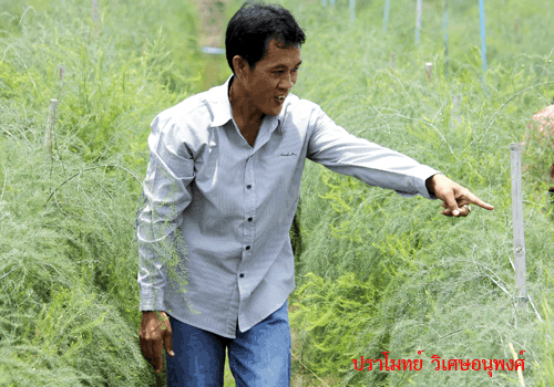 หน่อไม้ฝรั่ง พืชแห่งอนาคต